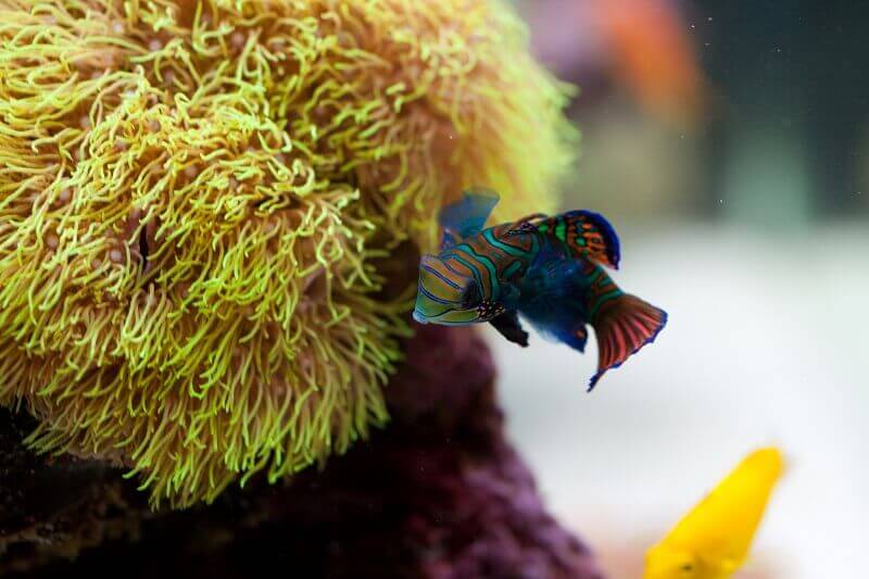 Haltung von Leierfischen, Mandarinfischen im Meerwasseraquarium