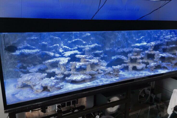 Standzeit ca. 2 Wochen