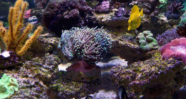 Riffkeramik bewachsen im Detail