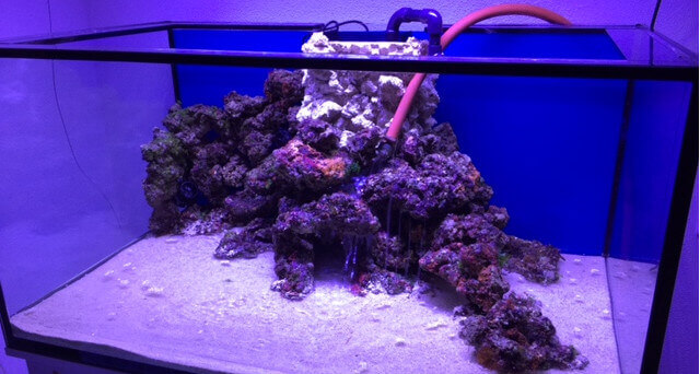 Riffkeramik und lebende Steine