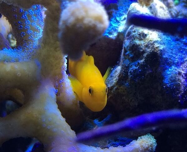 Tiere im Nano Meerwasseraquarium