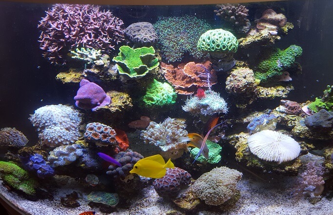 Wasserwechsel bei Meerwasseraquarien