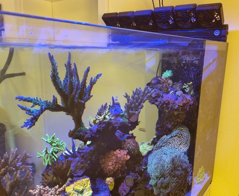 Möglichkeiten der Kühlung von Meerwasseraquarien