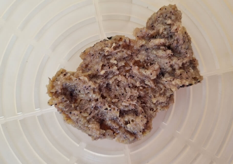 Futter für Fische zubereiten und richtig füttern