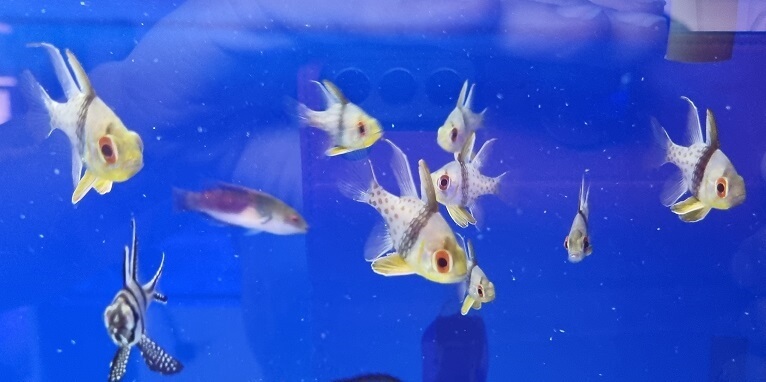 Fütterung von Kardinalbarsche