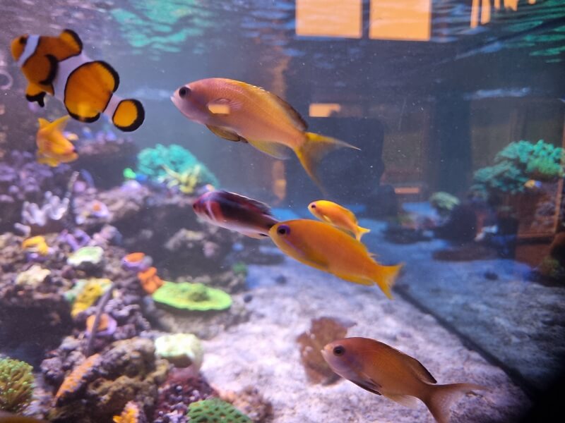 Mehrere Riffbarsche halten, Schwarmfisch Antias