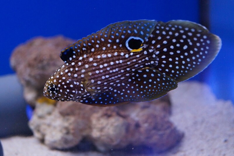 Charakter und Aussehen von Barschen im Meerwasseraquarium