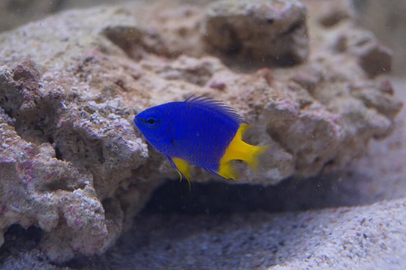 Haltung von Barschen und Vergesellschaftung