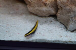 Verschiedene Grundelarten, Putzerneongrundel, FUnktion im Meerwasseraquarium