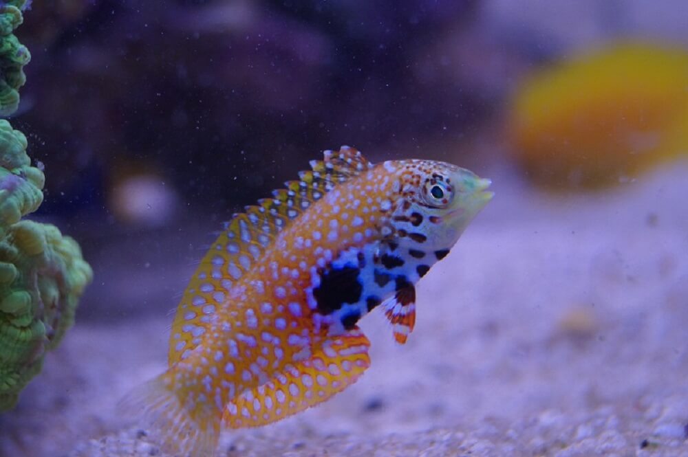 Diamant Lippfisch - Macropharngodon bipartitus