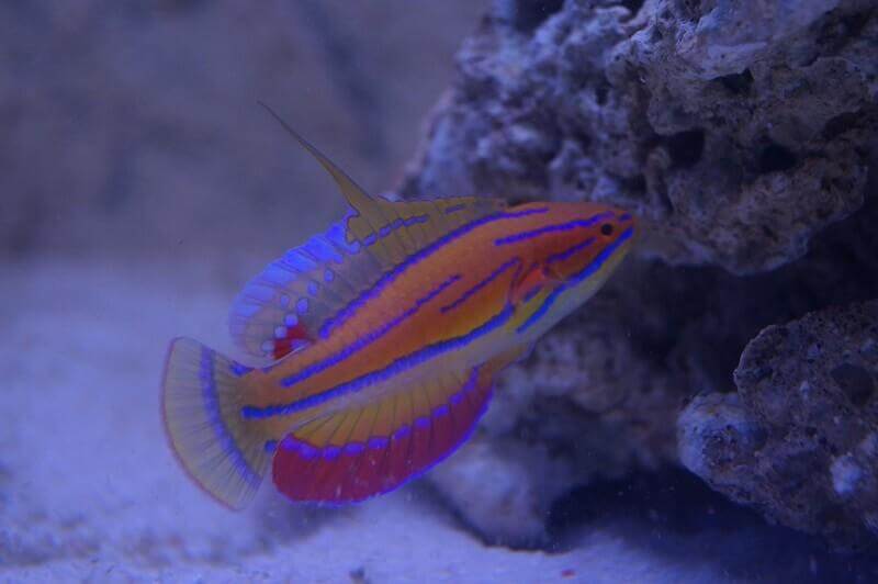 Informationen zur Haltung, Fütterung und Aquariumeinrichtung von Lippfischen