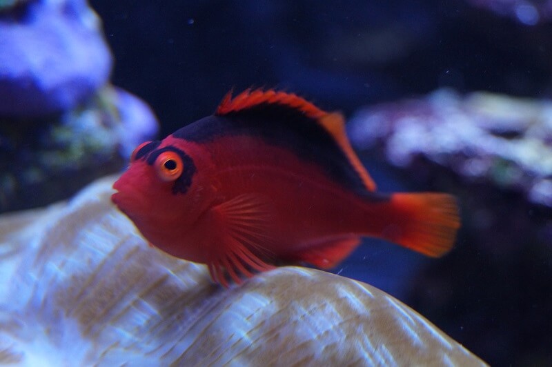 Charakter und Aussehen von Korallenwächter