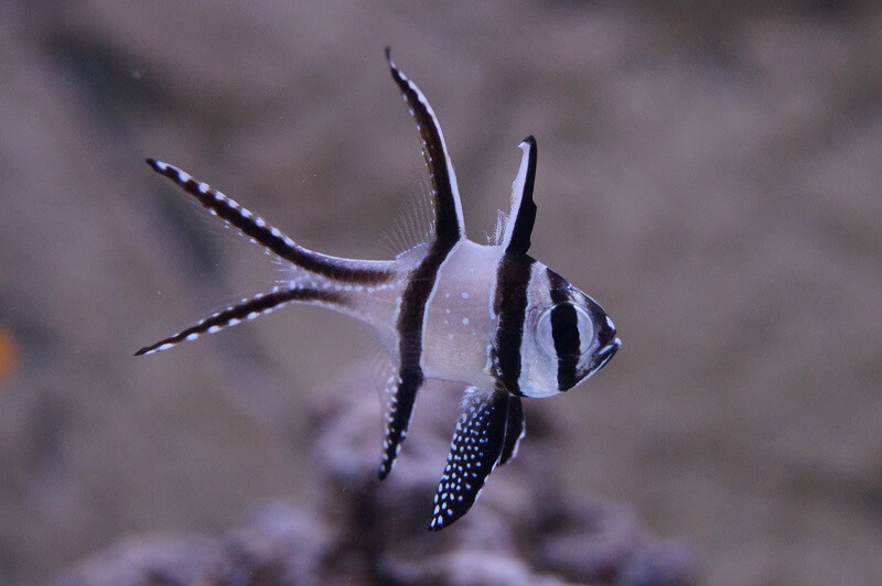 Maulbrüter im Riffaquarium,