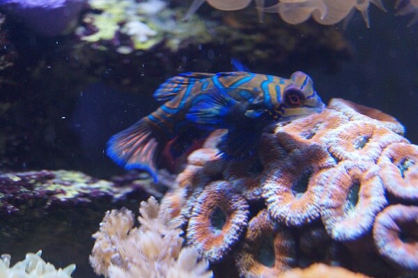 Fütterung von Nahrungsspezialisten