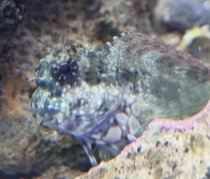 Futter von Schleimfischen und Algenblennys im Meerwasseraquarium