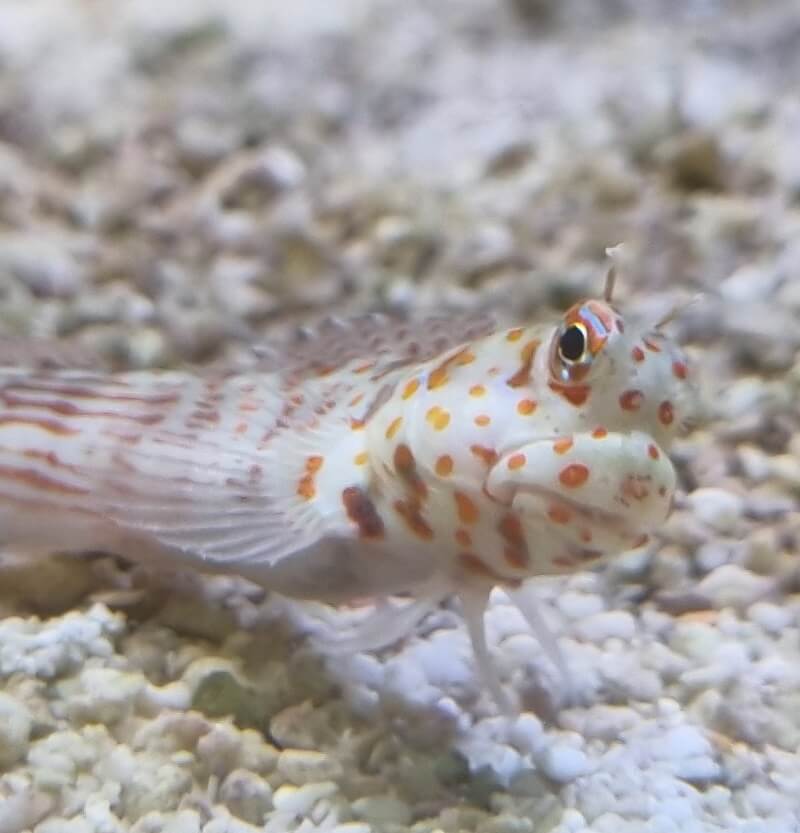 Charakter, Verhalten und Aussehen von Schleimfischen im Riffaquarium