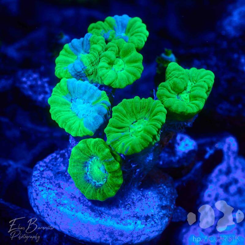 LPS Korallen für Anfänger