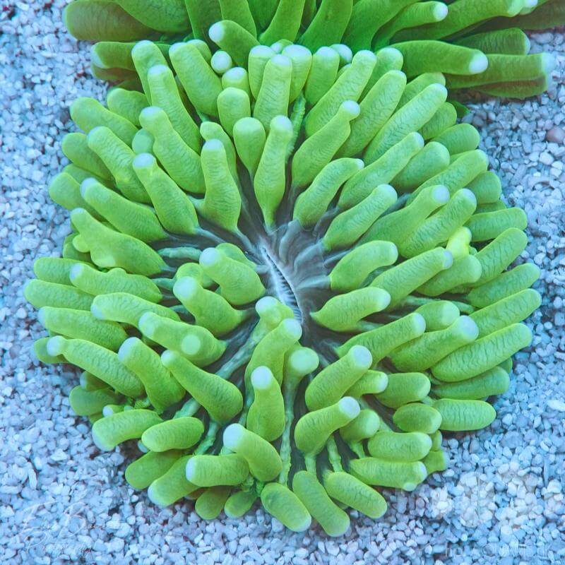 Unterschiede von Polypen bei Korallen