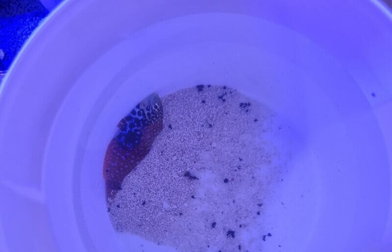 Bestellung lebend Tiere öffnen des Transportbehälters