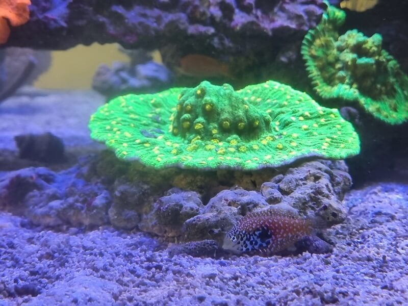 Schritt für Schritt Anleitung zum Fischeinsatz