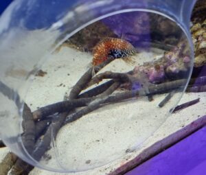 Meerwasserfische angleichen und einsetzen