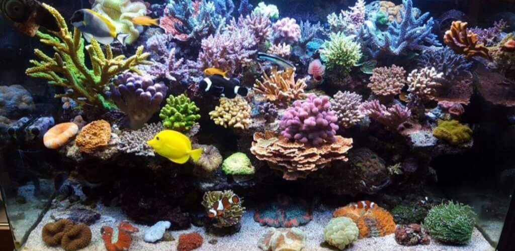 Viele verschiedene Arten von Korallen im gemeinsamen Riffaquarium