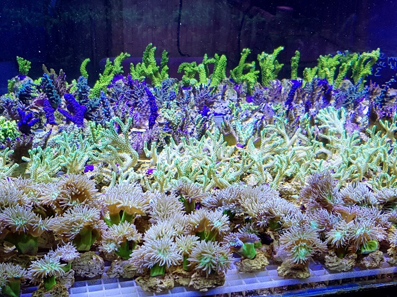 Korallenableger, verkauf von nachhaltigen und robusten tieren