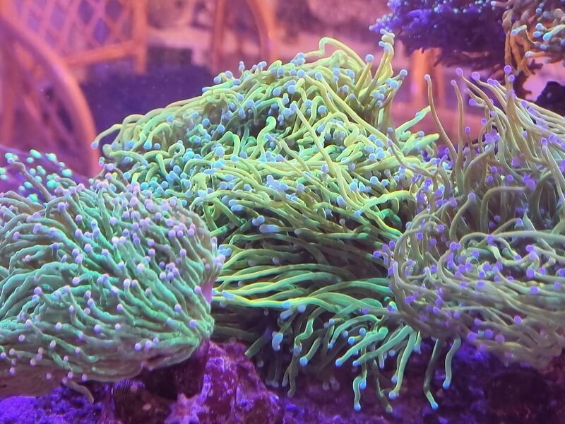 LPS Korallen im Aquarium Pflege und Infos zur Haltung von LPS Korallen