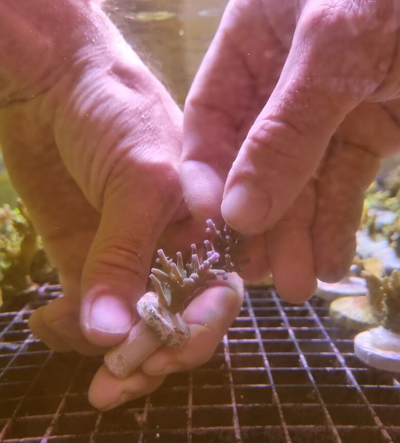Eigene SPS Korallen nachzüchten Korallen kleben, SPS Ableger machen