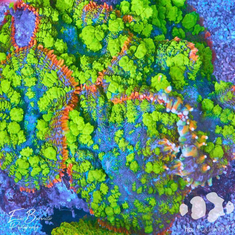 Scheibenanemonen, Krustenanemonen, Anemonen