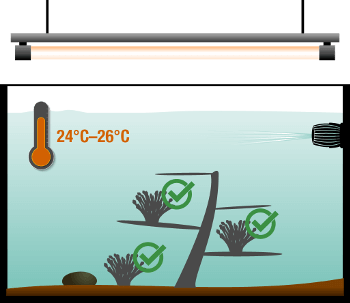 Wo stelle ich LPS Korallen am besten hin