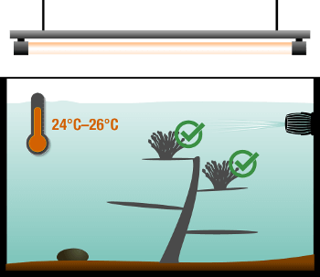 Richtige Standort von SPS im Aquarium