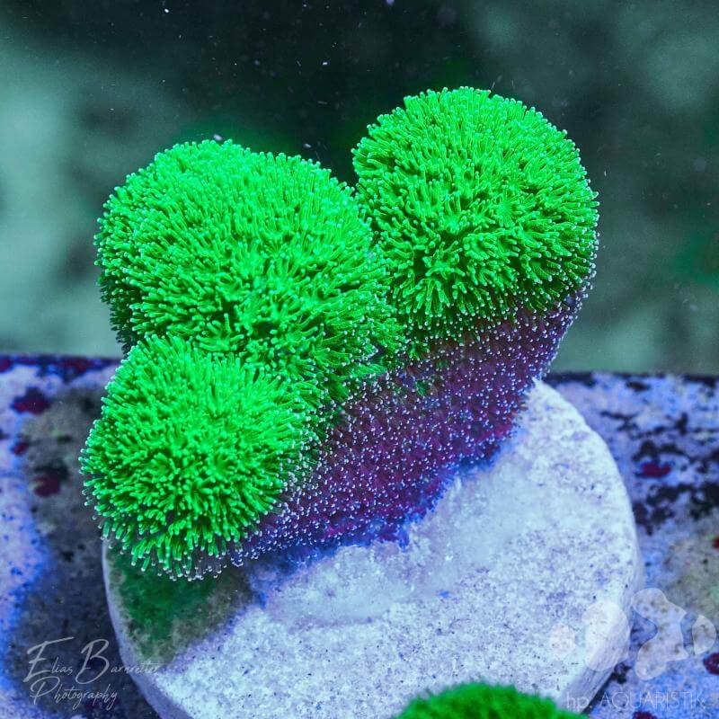 Tipps und Informationen zu Steinkorallen SPS