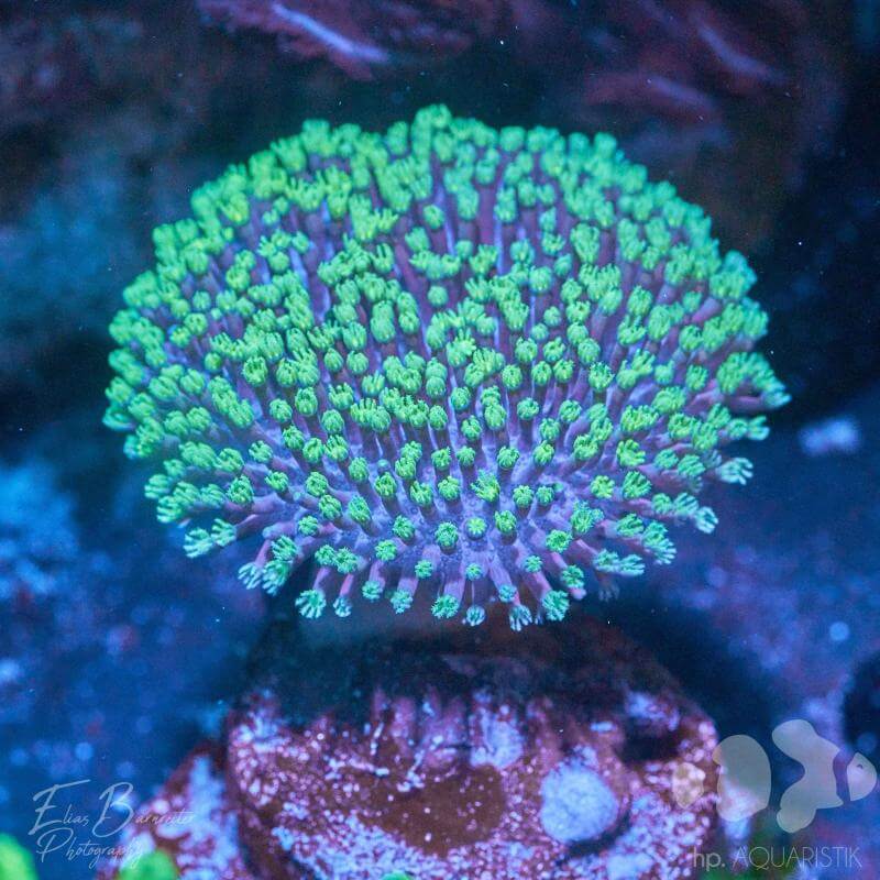 Korallen im Meerwasseraquarium Unterschiede