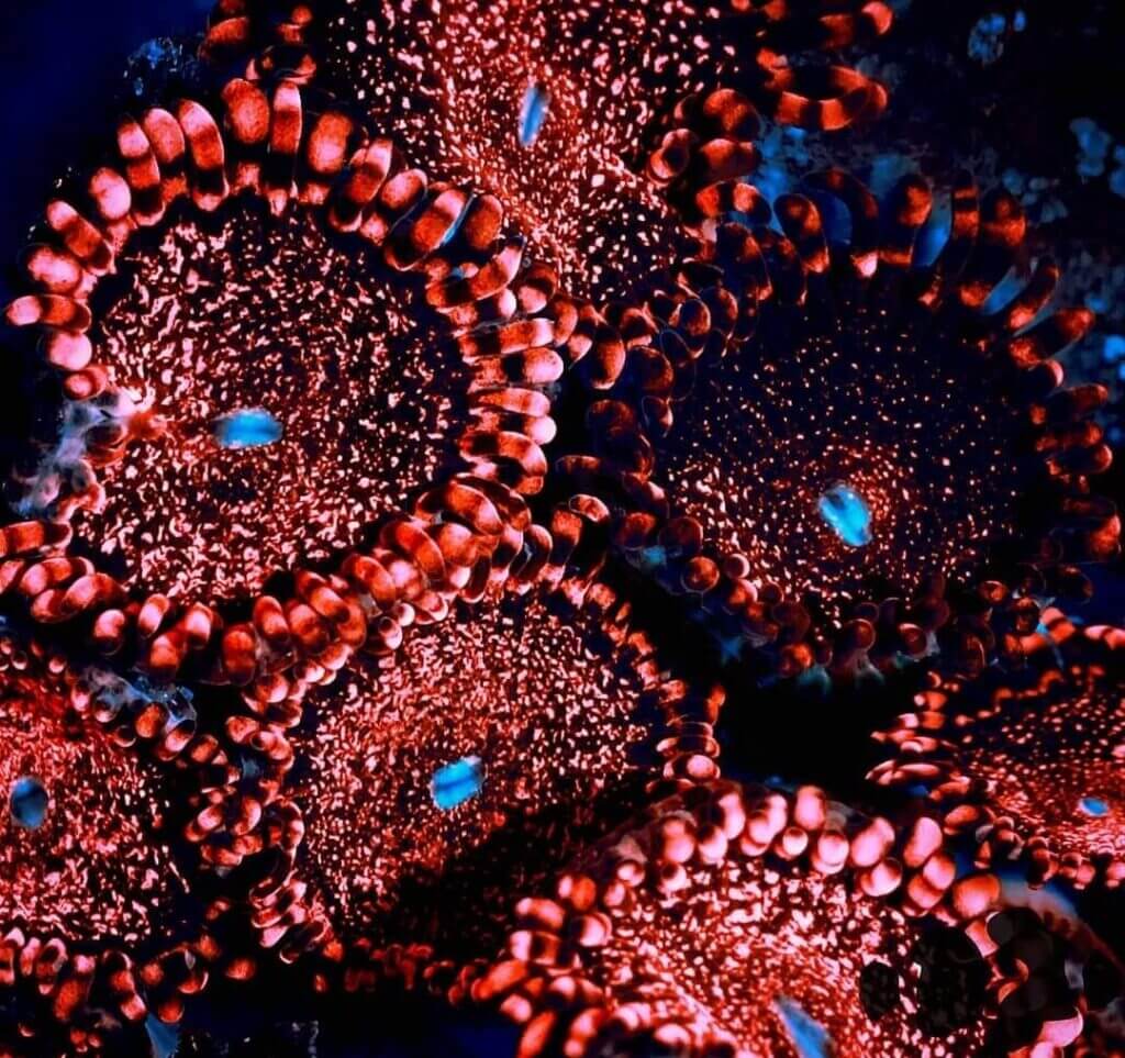 Wissenswertes über Krustenanemonen