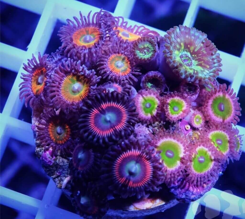 Unterschiedliche Arten von Zoas Krustenanemonen