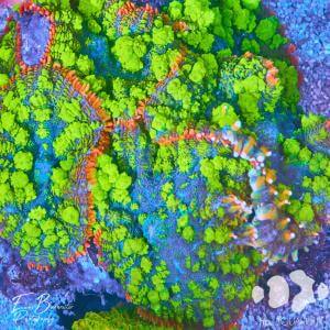 Vielfalt der Scheibenanemonen