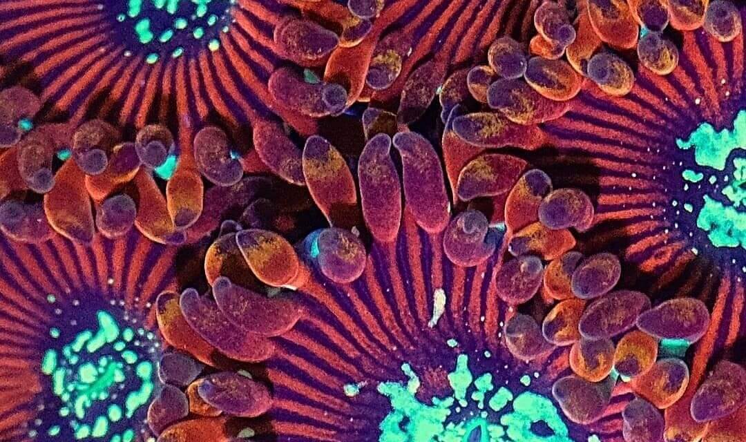 Leuchtkraft von Krustenanemonen